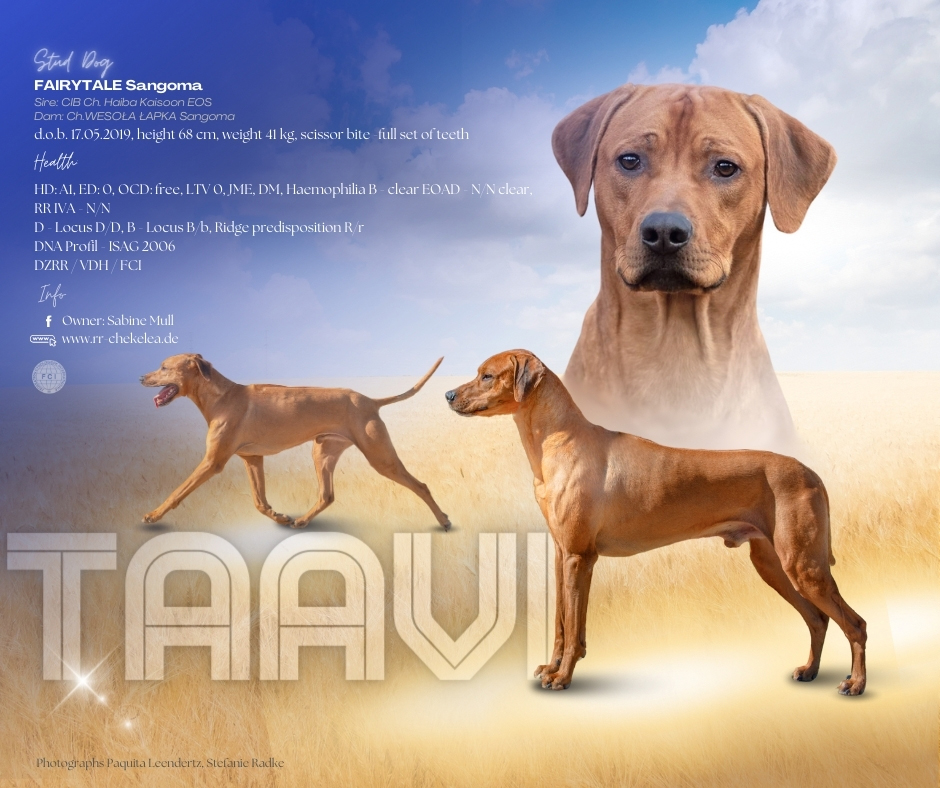 Taavi