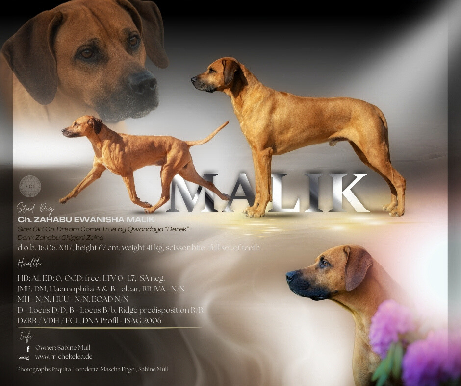 Malik